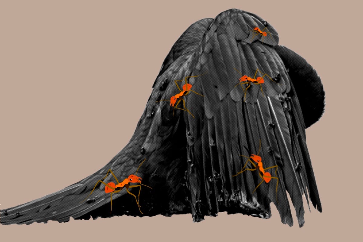 Anting: Not Just for the Birds