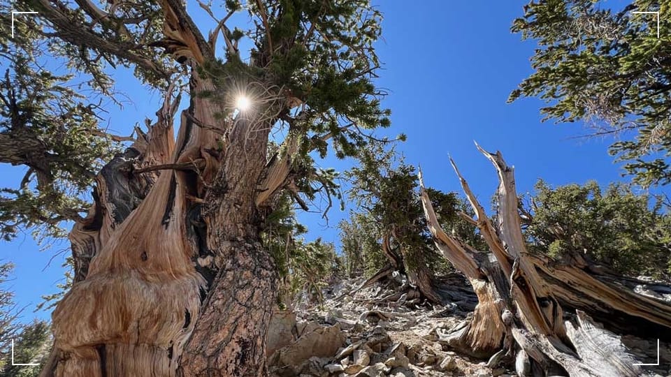 Are we not trees?